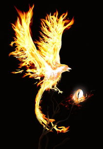 庄子惠子鹓鶵，鹓鶵图片