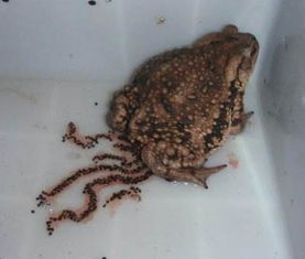 会冬眠的动物有哪些?