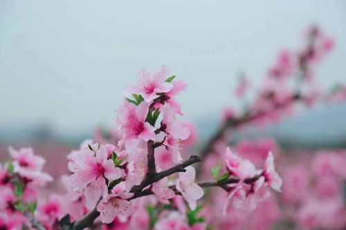 人面桃花相映红打一字成语，人面桃花相映红猜字谜