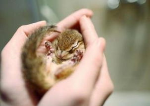 冬眠的动物图片，冬眠的动物会被吵醒吗