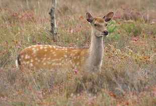公鹿有角还是母鹿有角