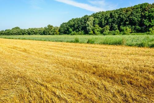 抠的意思是什么，有一茬没一茬的意思
