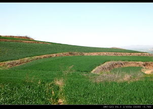田野里什么补充句子