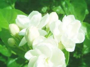茉莉花花语象征与寓意，茉莉花花语文案