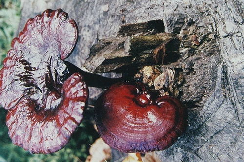 相宜本草紫芝套盒怎么样