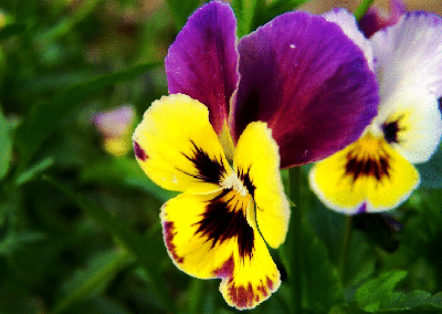 各国的国花是什么花