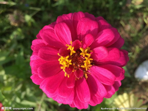 秋罗漫画，秋罗ii桑染