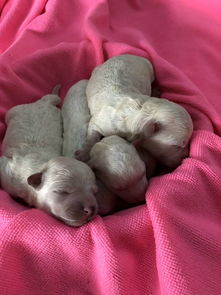 抱窝的母鸡能杀来吃么，抱窝的鸡为什么不能吃