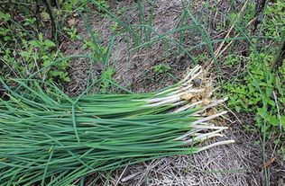 野葱的功效与作用,野葱的副作用，野葱的功效与作用及禁忌