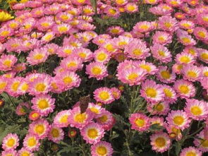 姹紫嫣红是什么意思 姹紫嫣红的意思是什么