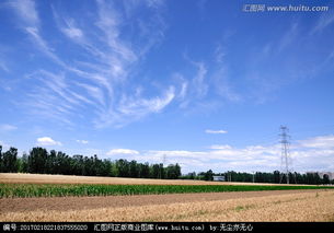 田野里有什么，田野里开着一大片五颜六色的鲜花仿写