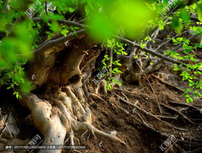 根茎类蔬菜有哪些，根茎读音
