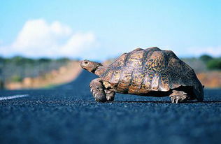 乌龟笑着说,我不是你们的妈妈,你们的妈妈头顶上有两只大眼睛,披着绿