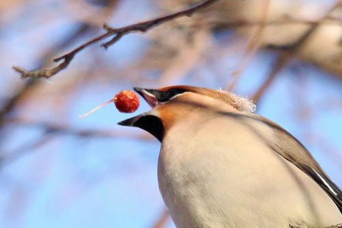 啁啾脉冲，啁啾效应