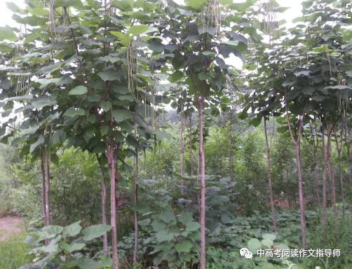 就这样慢慢长大作文