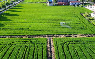 一平方公里是多少亩地 一平方公里等于多少平方米