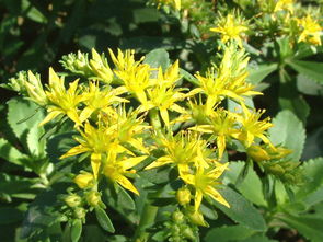 景天三七根的功效与作用，景天三七根泡酒有什么功效