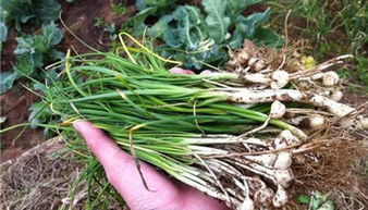 雪域高原的野葱花起什么用?