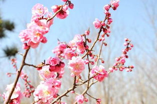 一枝红杏出墙来上一句是什么