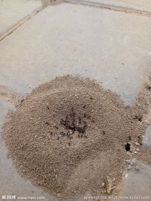 蚂蚁窝图片，蚂蚁窝怎么彻底清除