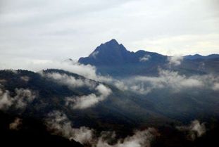 仙人山植物，仙人山公园