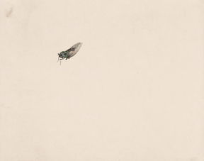 噤若寒蝉的读音是什么