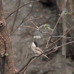 “啁啾”怎么读?