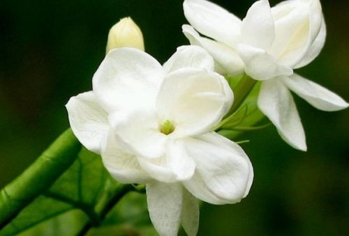 茉莉花的花语是什么?