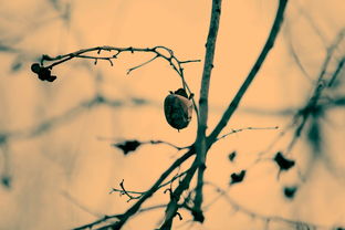 枯荣大师，枯荣是反义词吗