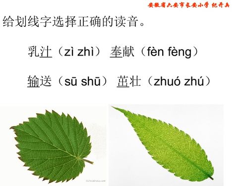 读了《做一片美的叶子》有什么感想