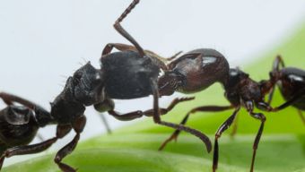 蚂蚁窝是什么样子的?