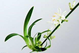 生机勃勃的意思