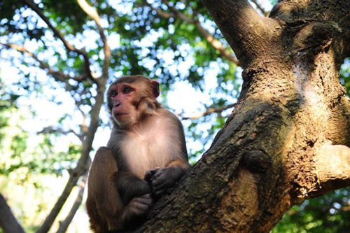 属猴多大年龄 属猴多大年龄2022?