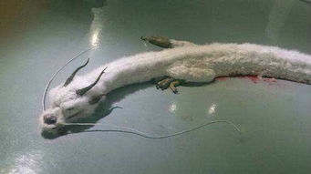 世界存在神秘生物但是官方不承认,真有实际证据吗?