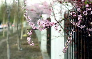 一枝红杏出墙来的前一句古诗是什么，春风又绿江南岸的下一句