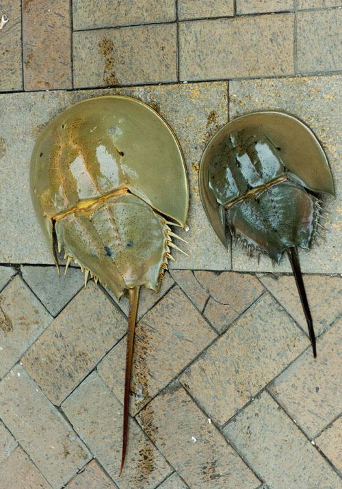 中华鲎生活在哪个海域?