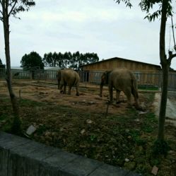 东莞动物园在哪里