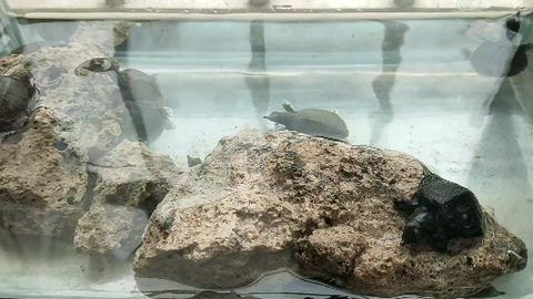 王八羔子是什么意思，王八羔子是成语吗