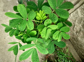 合页品牌，合叶式窗户图片