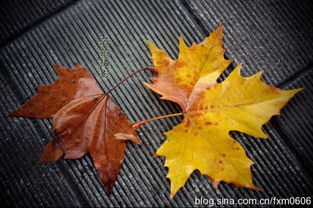 萧萧和潇潇有什么区别