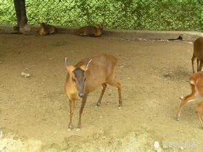 山獐是国家保护动物吗，山獐肉做法