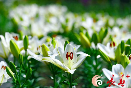 怎么形容淡淡清香