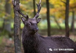 公鹿有角还是母鹿有角正确的答案，梅花鹿鹿茸一年割几次