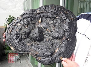 紫芝和灵芝的区别，紫芝是什么意思