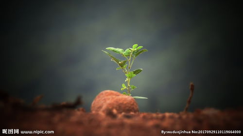 茁壮的近义词，茁壮成长的近义词是什么词