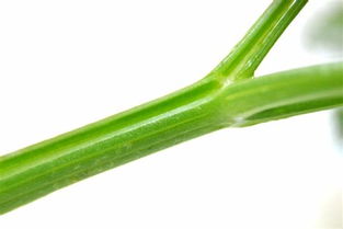 用棵组词 用棵组词有哪些