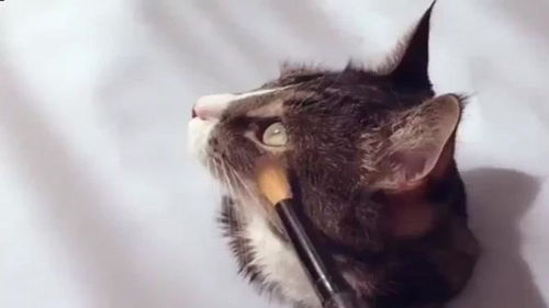 猫的笔顺怎么写