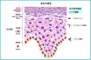 epidermis onion是什么意思，dermis