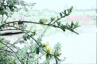 清明时节家家雨的诗