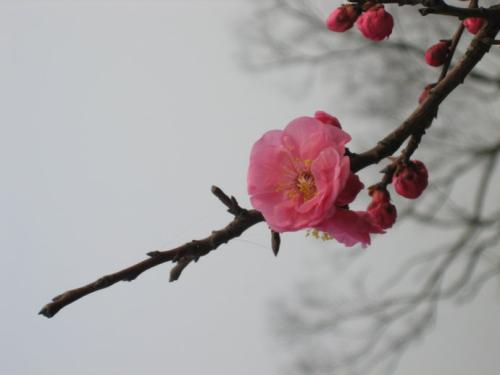 早开的红梅打一歇后语的答案